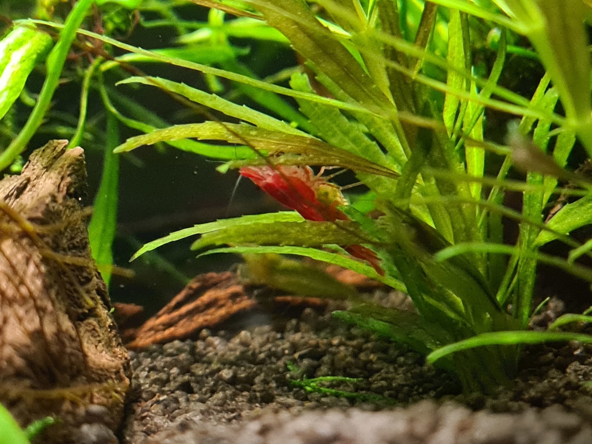 Eerste zwangere red sakura3.jpg