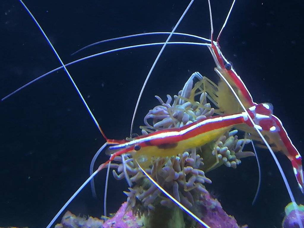 eitjes garnaal 1.jpg