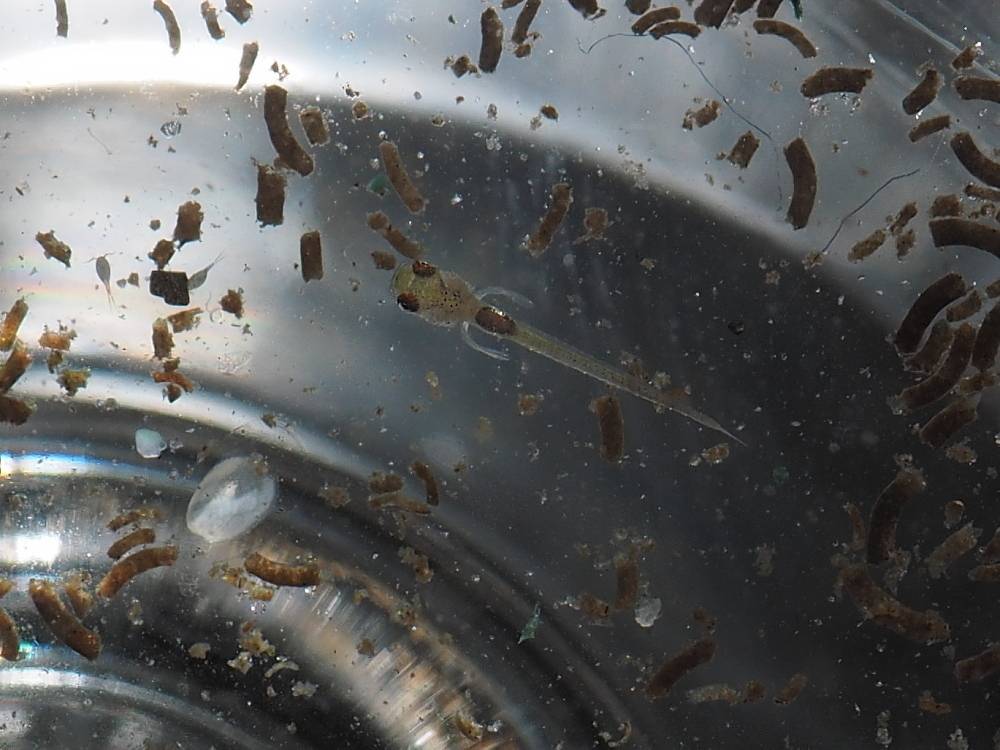 enteromius trispilomimus fry p.jpg