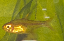 erik1974_h_a_1.jpg