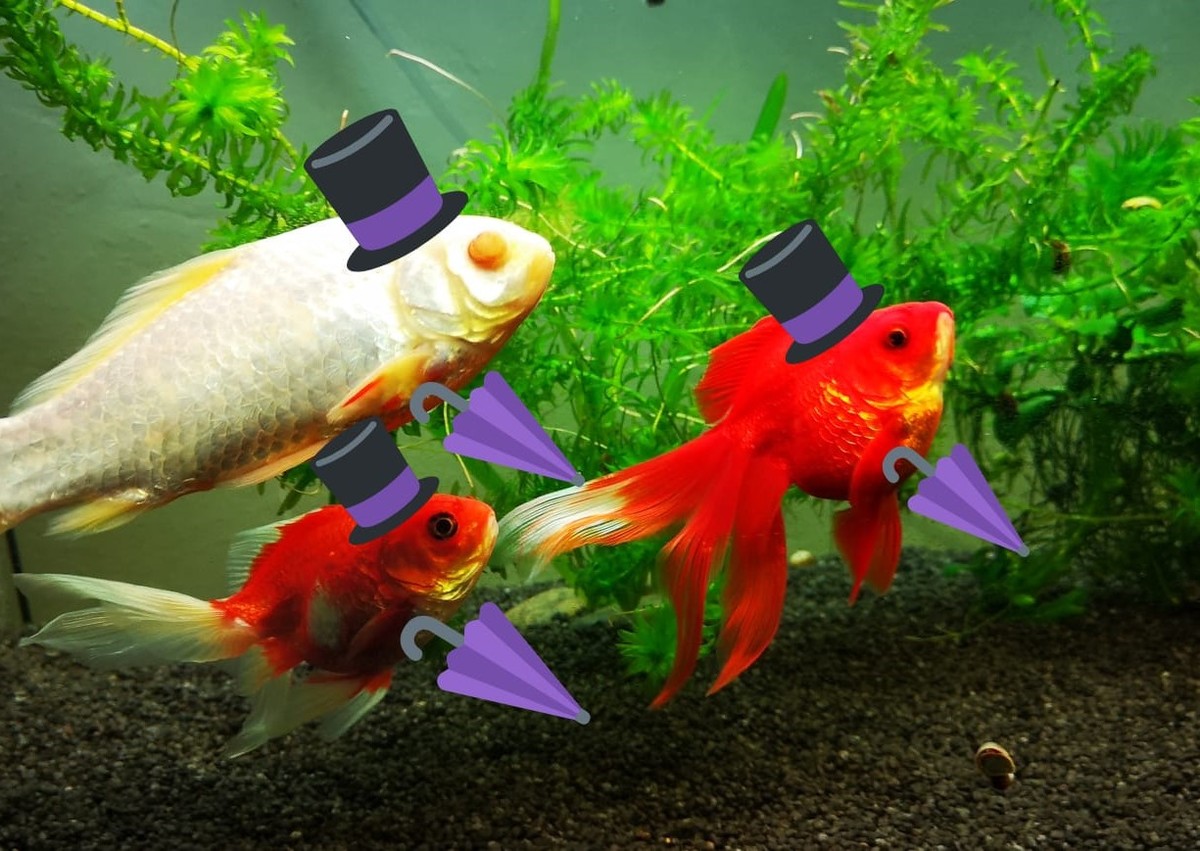 fish.jpeg