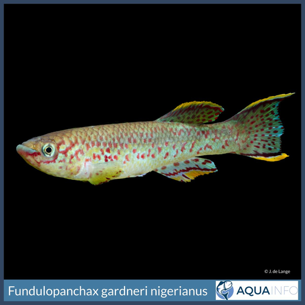 Fundulopanchax gardneri nigerianus Insta.jpg