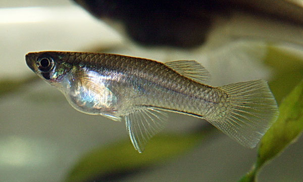 galum_f0.jpg