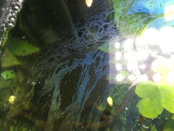 gevolg bactopur direct.jpg