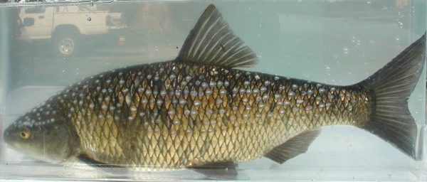 Grote modderkruiper.jpg