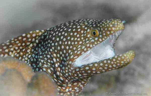 Gymnothorax_meleagris_Parelmurene.jpg