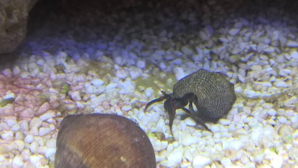 heremietkreeft 2 mei.jpg