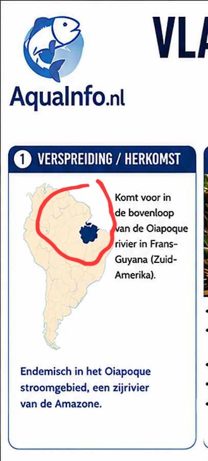 Hoplisoma oiapoquense – Vlagstaart Panda Cory Infographic.jpg