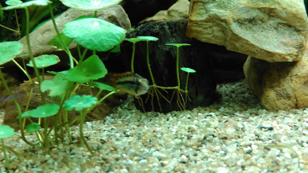IMAG0136_zpsol5zanko.jpg