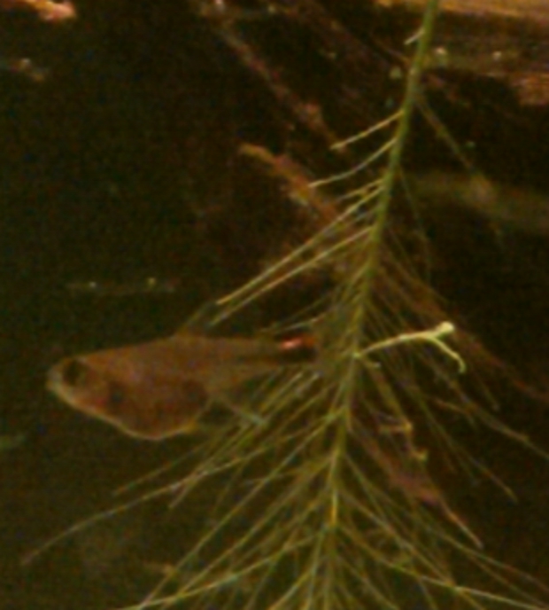 imag1238_1_1.jpg