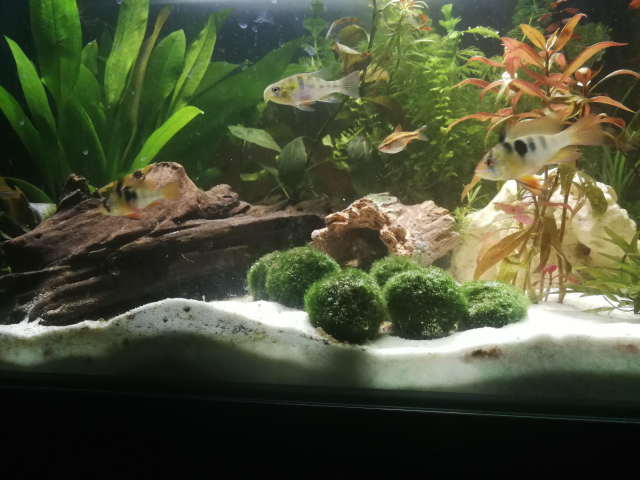 image-2019-01-03 (2).png