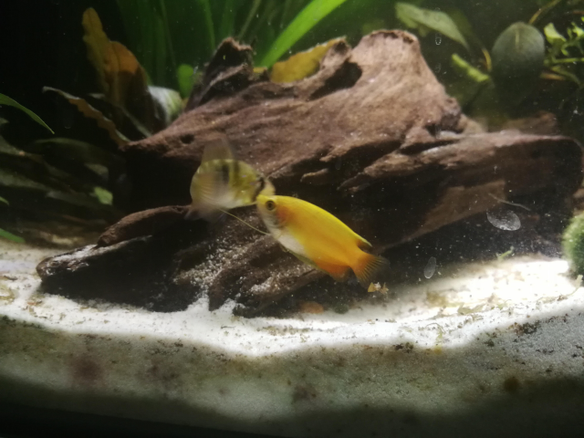 image-2019-01-03 (4).png