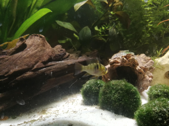 image-2019-01-03 (6).png