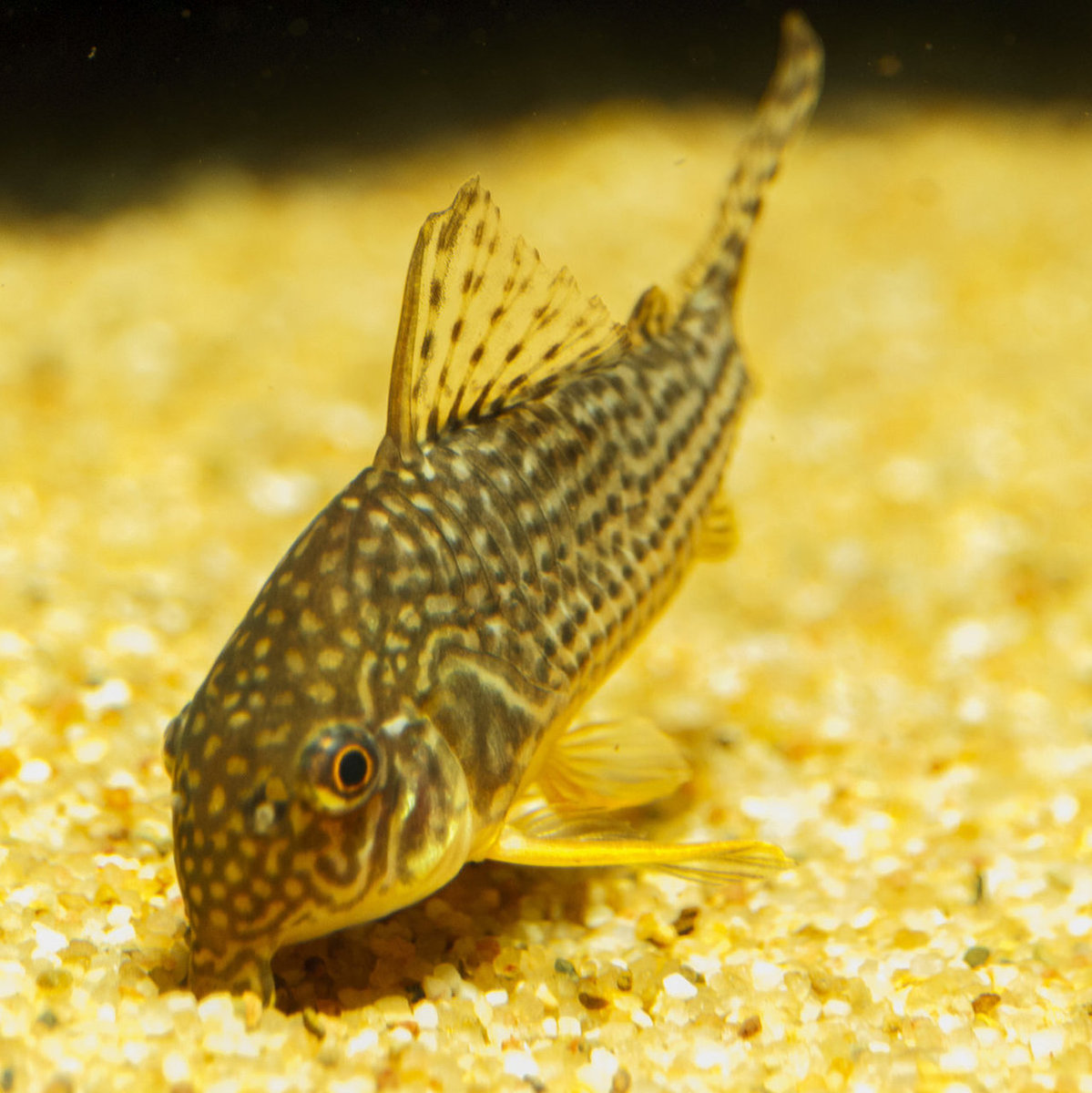 IMG_0056 bewerkt 051.jpg