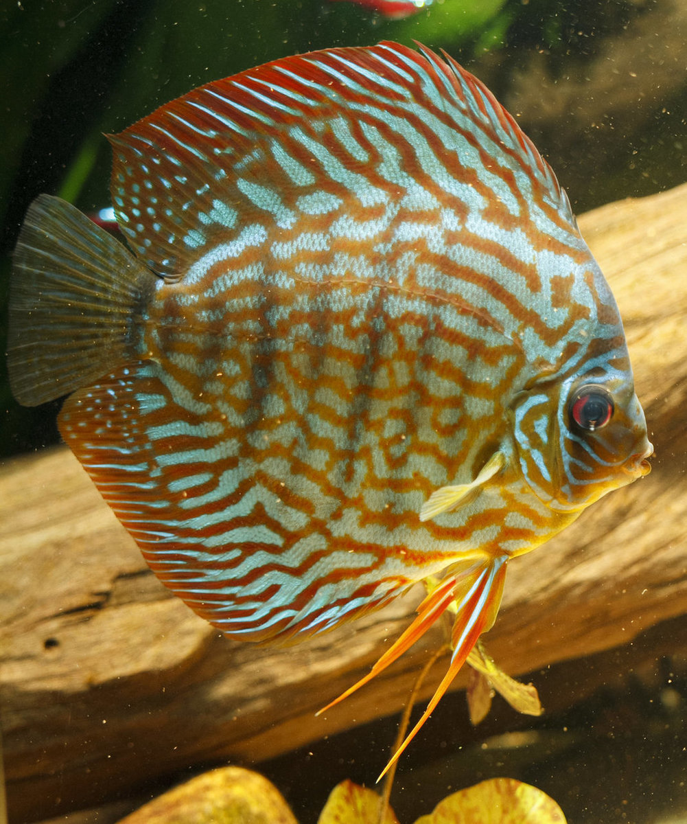 IMG_0070 bewerkt 054.jpg