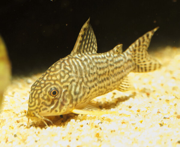 IMG_0074 bewerkt 055.jpg