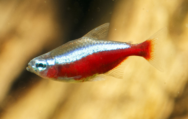 IMG_0100 bewerkt 059.jpg