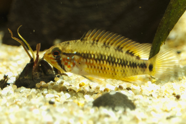 IMG_0101 bewerkt 060.jpg