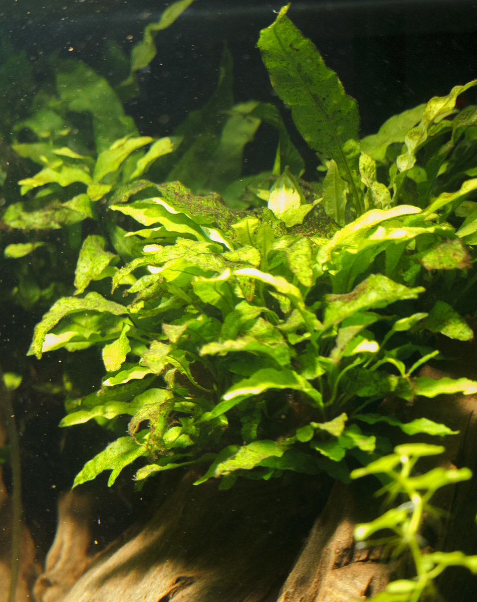 IMG_0106 bewerkt 063.jpg