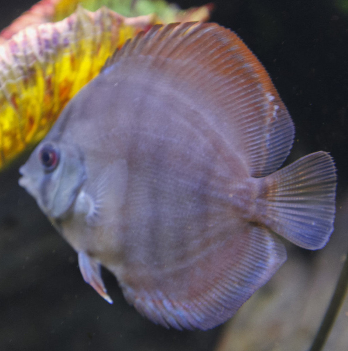 IMG_0232 bewerkt 086.jpg