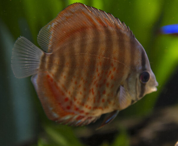 IMG_0233 bewerkt 087.jpg