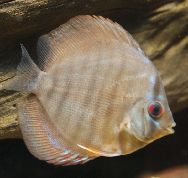 IMG_0271 bewerkt 097.jpg