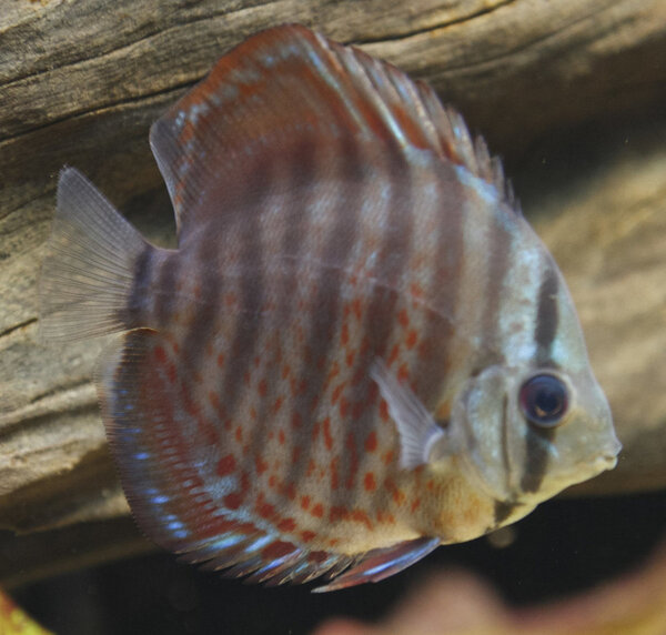 IMG_0278 bewerkt 098.jpg