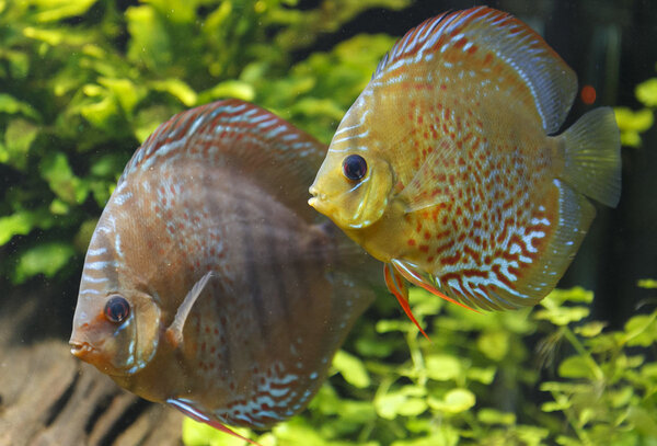 IMG_0286 bewerkt 099.jpg