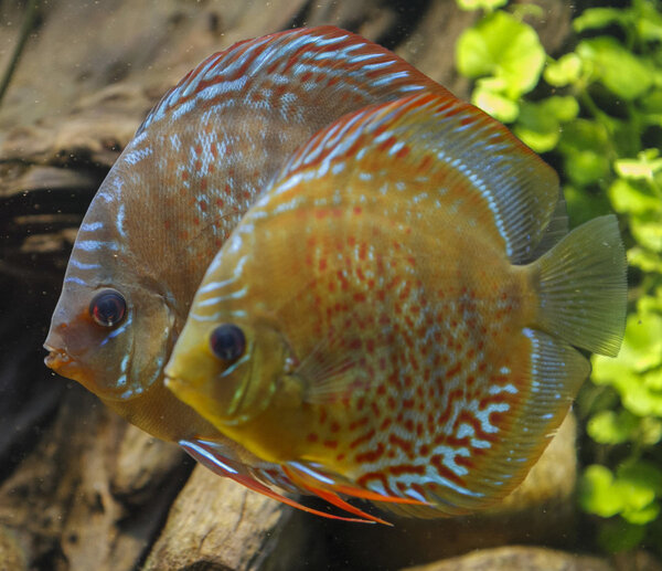 IMG_0291 bewerkt 100.jpg