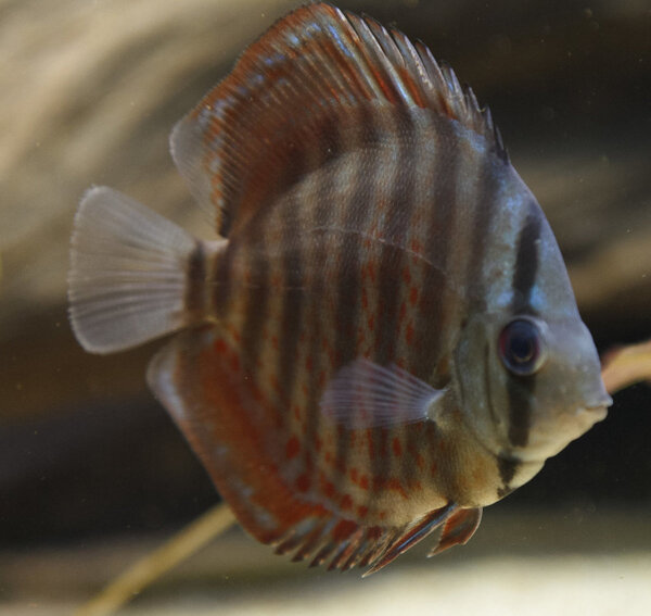 IMG_0292 bewerkt 101.jpg