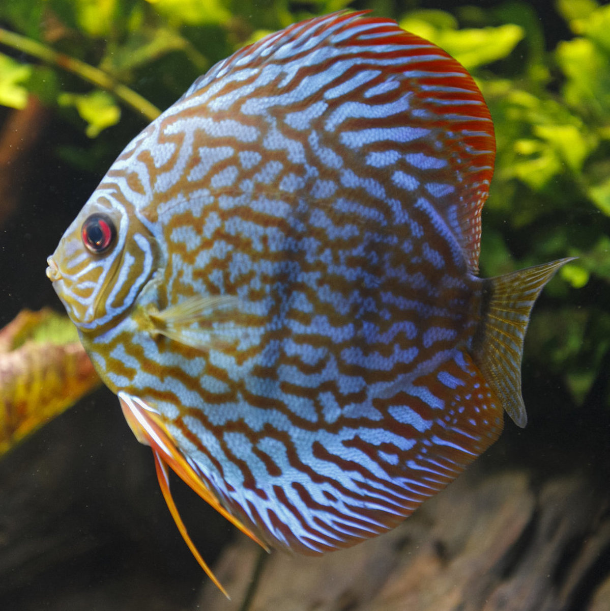 IMG_0306 bewerkt 102.jpg