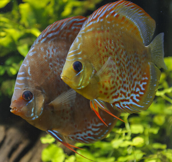 IMG_0312 bewerkt 103.jpg