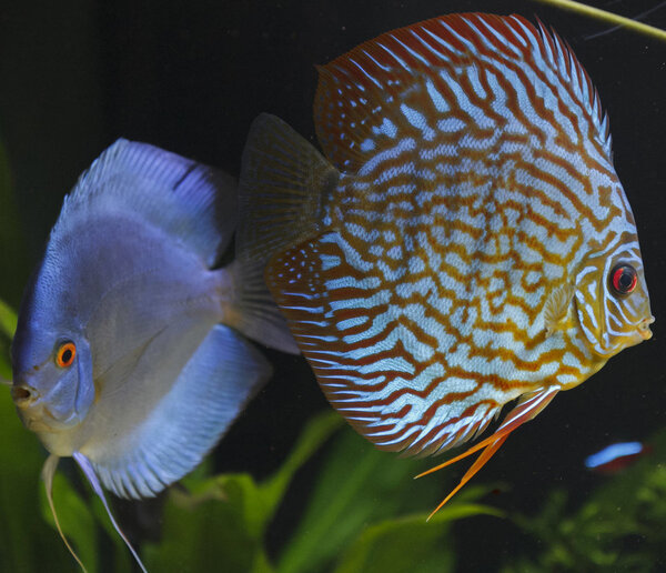 IMG_0313 bewerkt 104.jpg