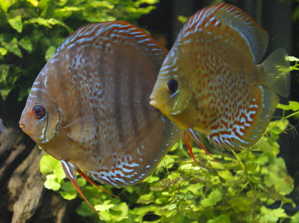 IMG_0328 bewerkt 107.jpg