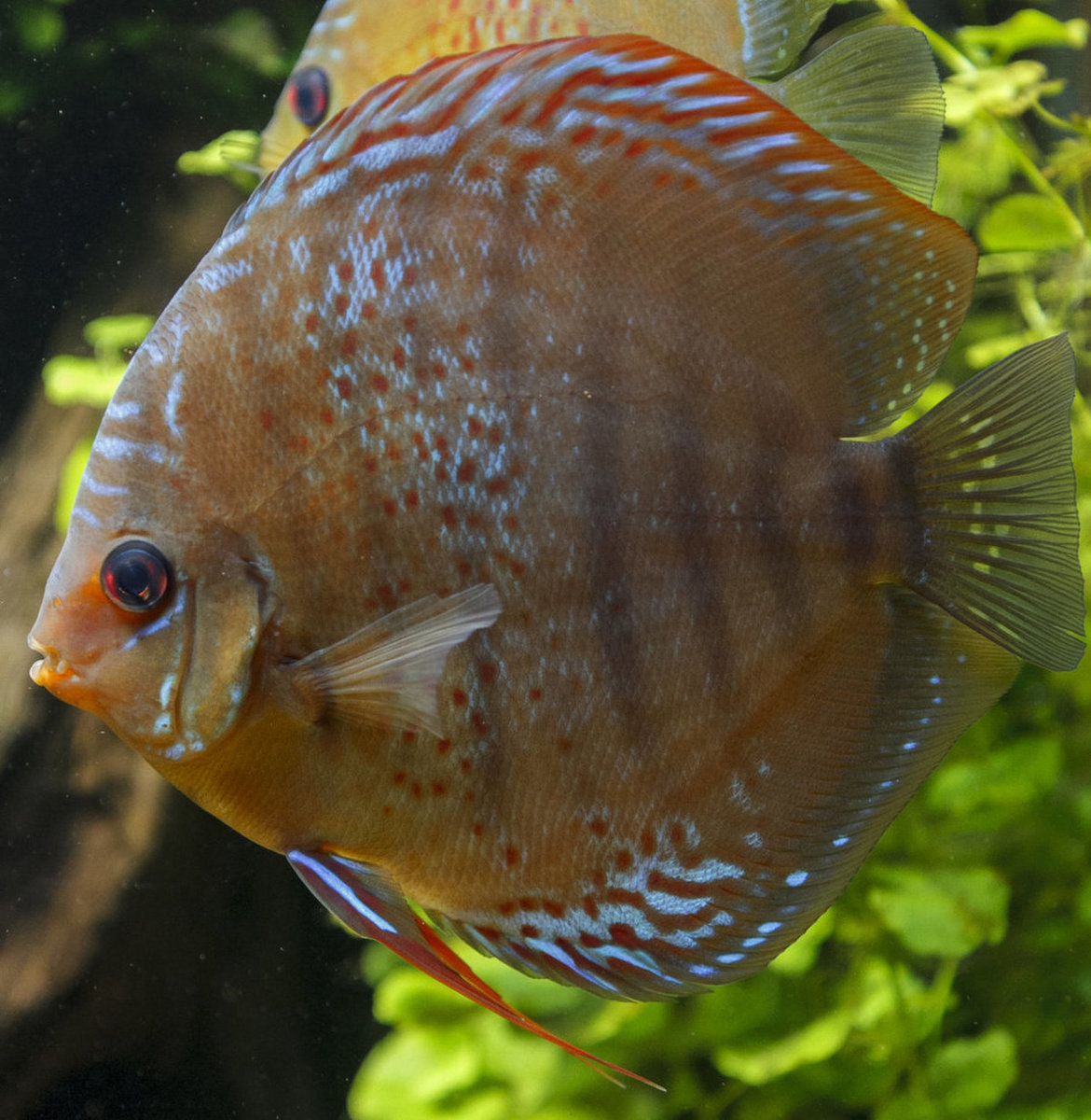 IMG_0374 bewerkt 112.jpg