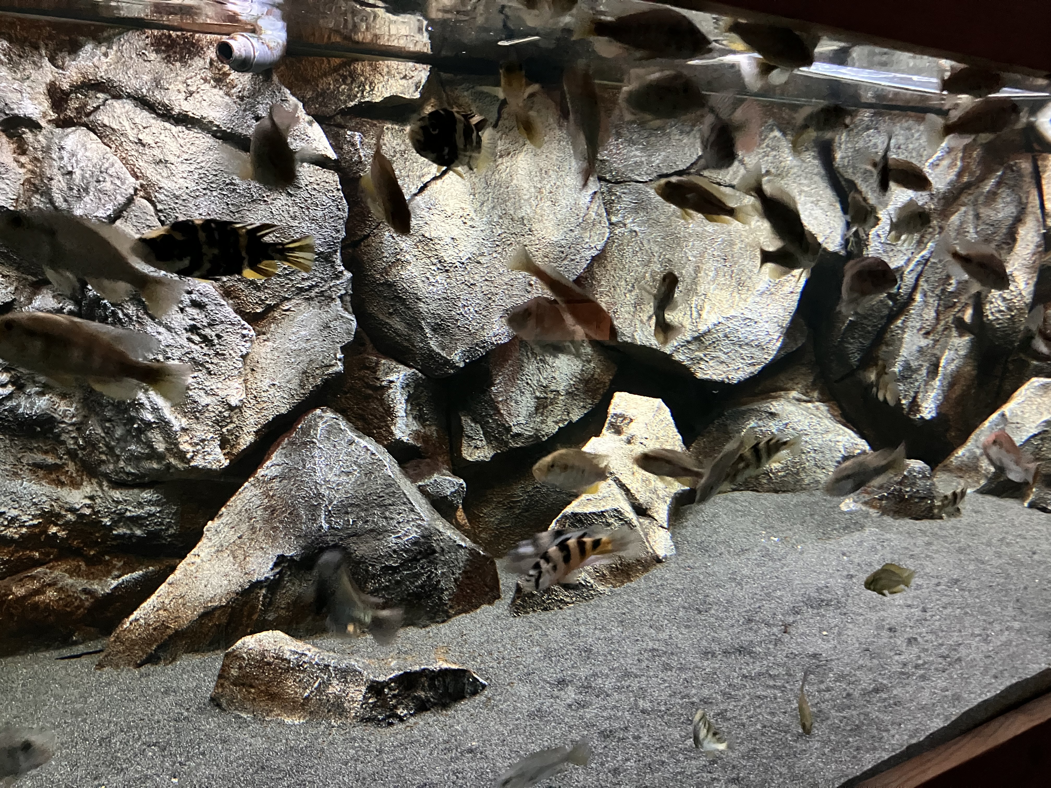 IMG_0881.jpeg