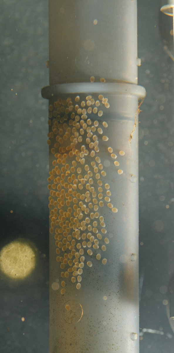 IMG_0950 bewerkt 169.jpg