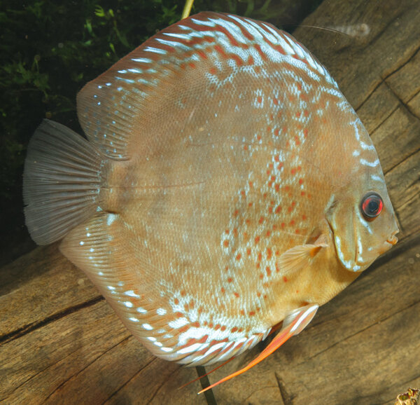 IMG_1172 bewerkt 220.jpg