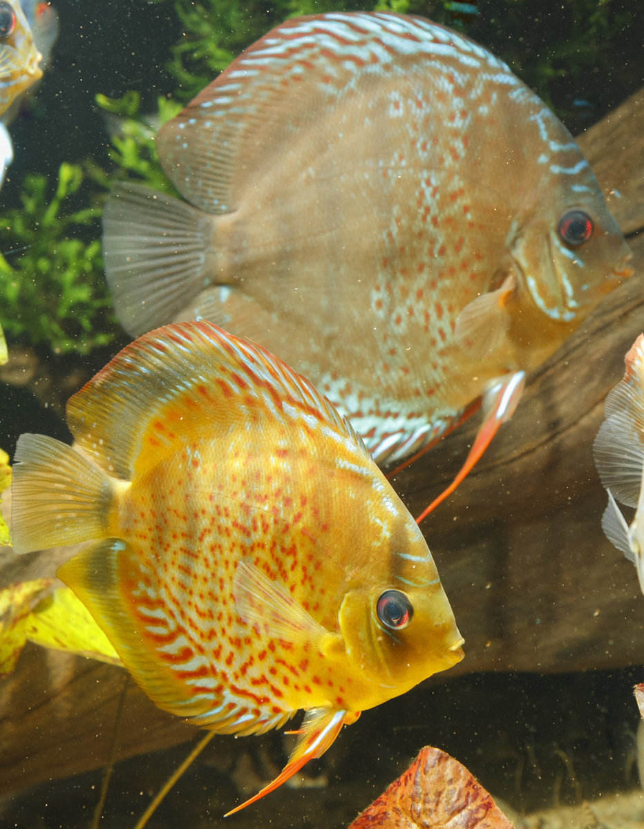 IMG_1183 bewerkt 221.jpg