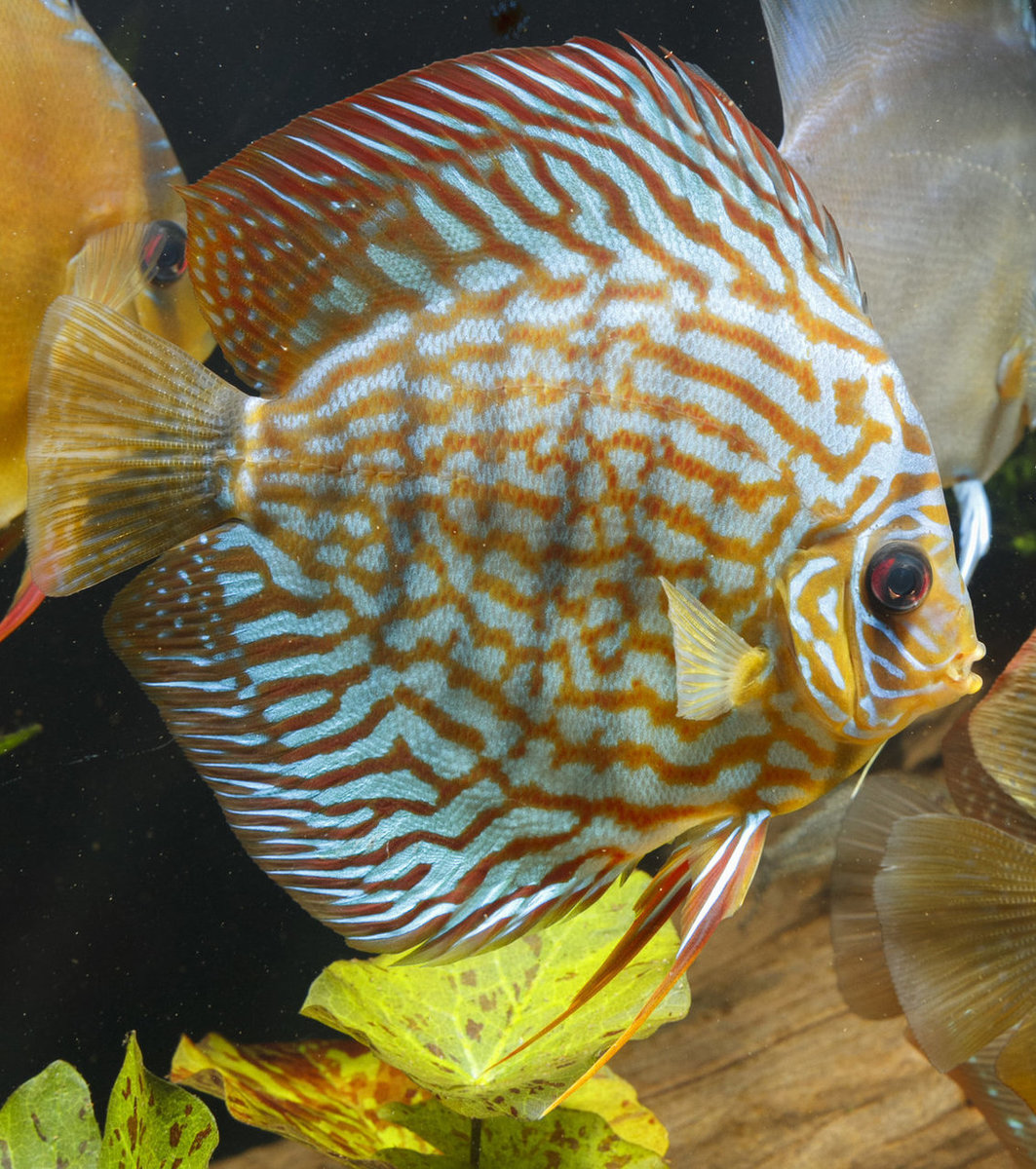 IMG_1188 bewerkt 224.jpg