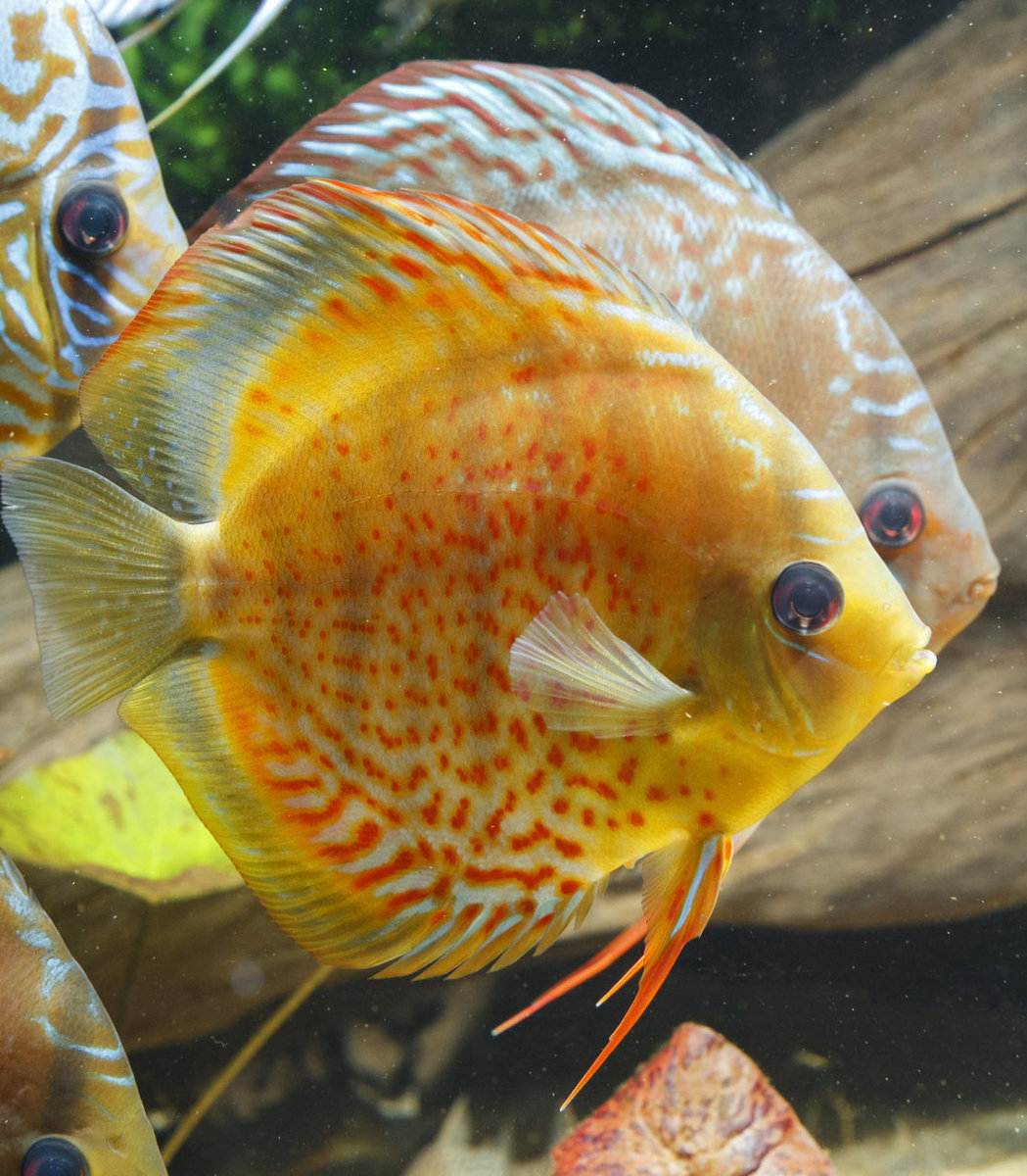 IMG_1189 bewerkt 225.jpg