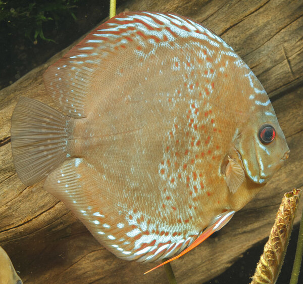 IMG_1200 bewerkt 230.jpg