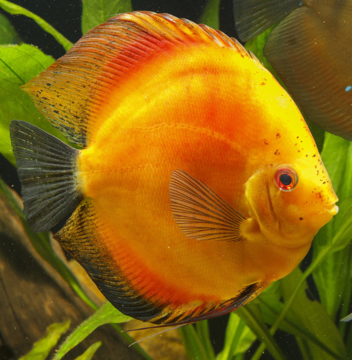 IMG_1226 bewerkt 238.jpg