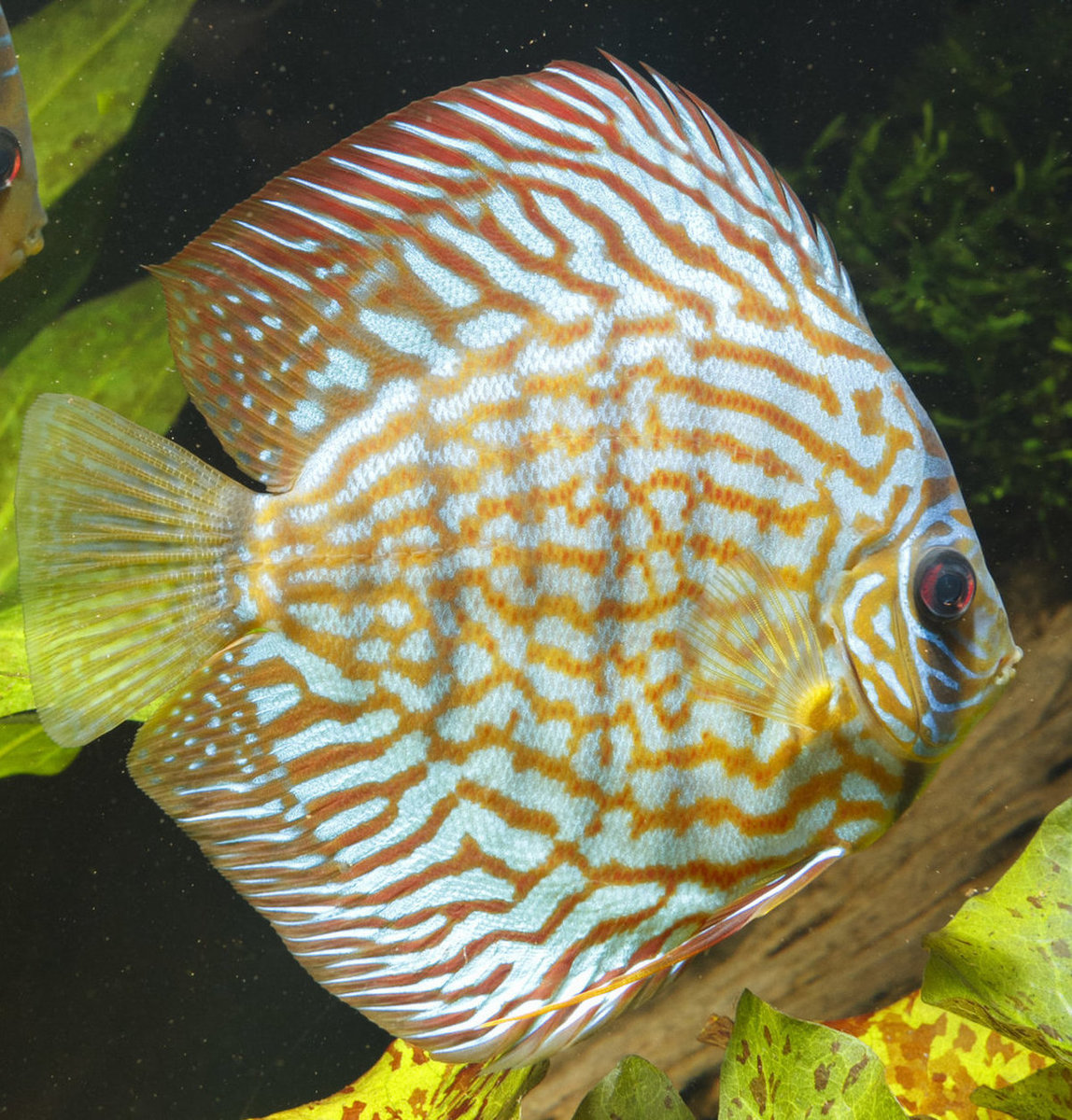 IMG_1227 bewerkt 239.jpg