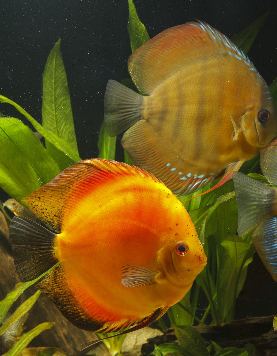 IMG_1249 bewerkt 246.jpg