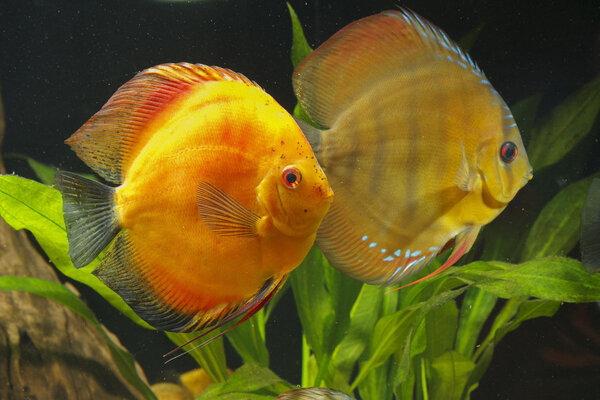 IMG_1269 bewerkt 250.jpg