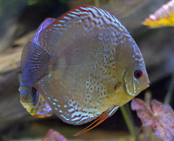 IMG_1295 bewerkt 260.jpg