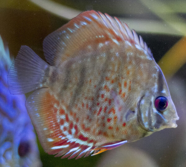 IMG_1327 bewerkt 269.jpg