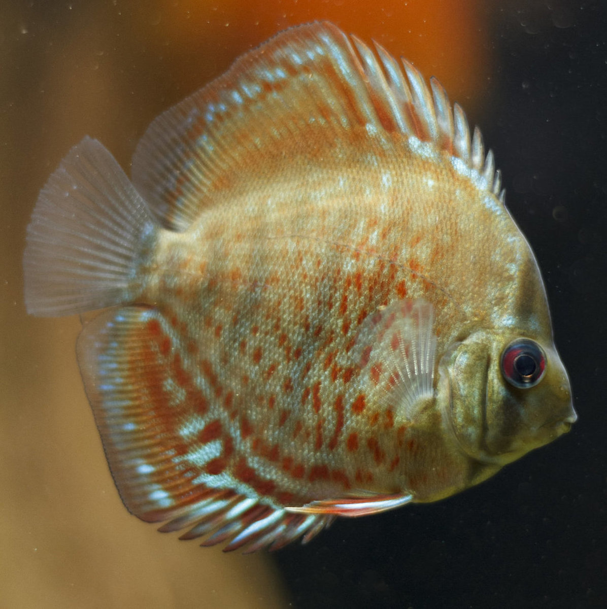 IMG_1669 bewerkt 002.jpg