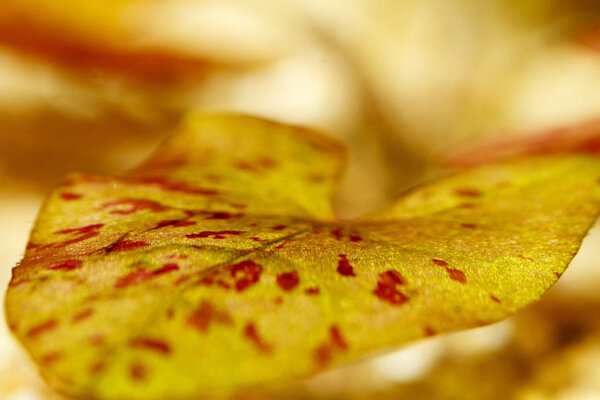 IMG_1923 bewerkt 014.jpg